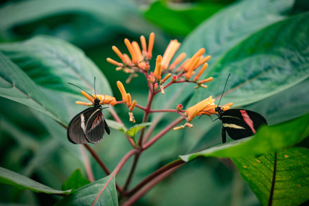 Butterfly on orange flower in the garden.の写真素材