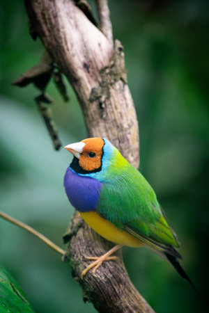 beautiful colorful Gould-amandina (Gouldian finch) bird sitting on a branch in the rainforest.