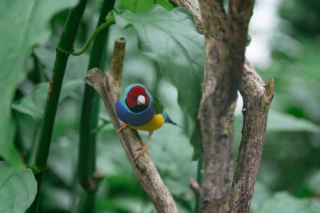 Beautiful colorful Gouldian finch bird in the nature