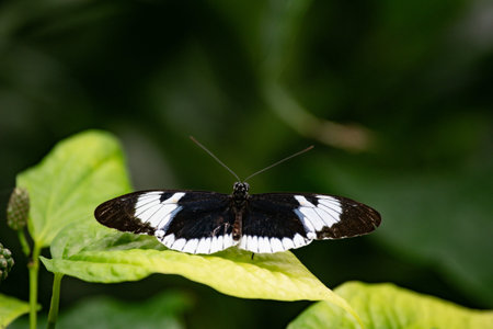 Butterfly on a green leaf in a garden in summer.の写真素材