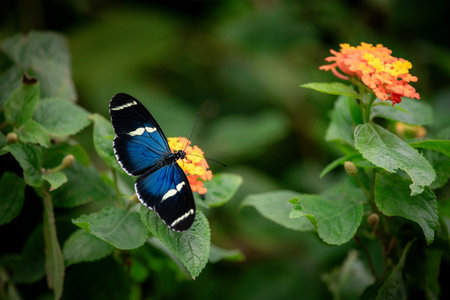 Butterfly on the flower. (Lantana camara)