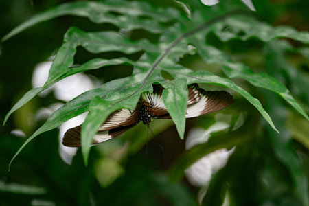 Butterfly on a leaf in the rainforest