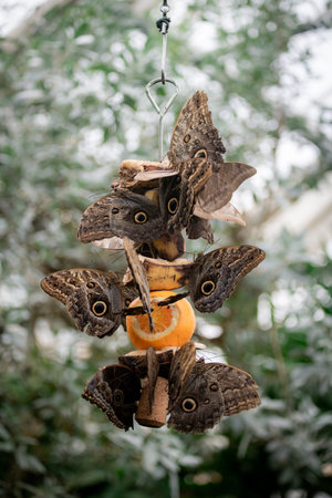 A group of giant owl butterflies feeding on orange fruit. Close-up.