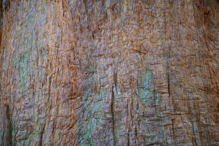 Tree bark texture. Tree bark texture. Tree bark background. Tree bark texture. Tree bark background.の写真素材