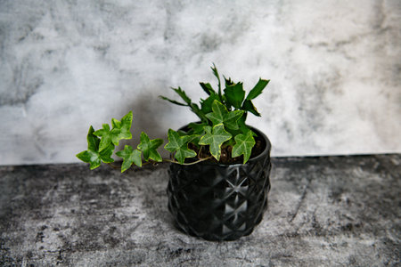 Green ivy plant in black pot on concrete background, copy spaceの写真素材