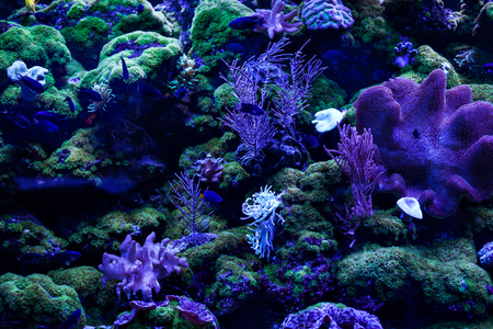 Beautiful multi-colored tropical vegetation at the bottom of the ocean.の写真素材