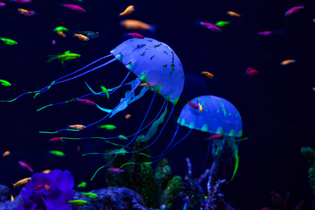 Jellyfish and colored fish under water on the sea floor.の写真素材