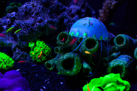 Jellyfish at the bottom among corals color.