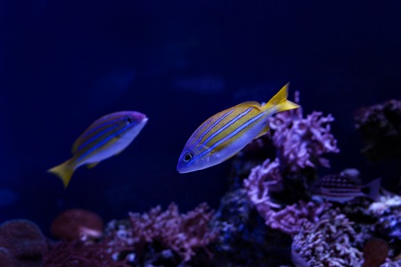 Fish swim near the reef in the aquarium.の写真素材