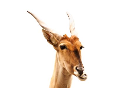 Head of an antelope, isolatedの写真素材