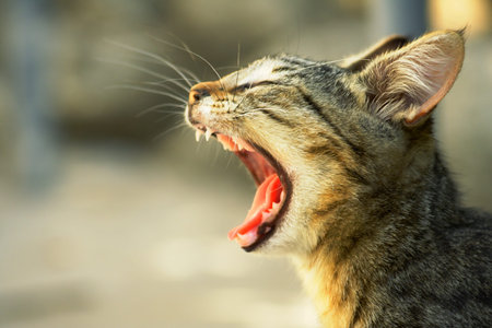 a small tiger yawning in the sunshineの写真素材