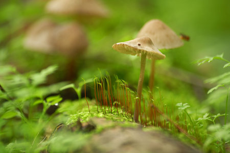 small mushrooms in moss carpet, macro