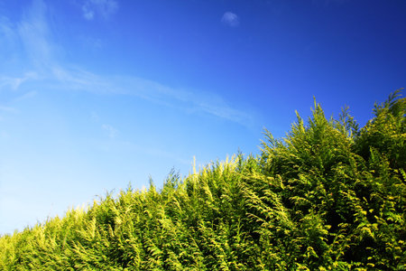 green hedge with clear blue sky in the background