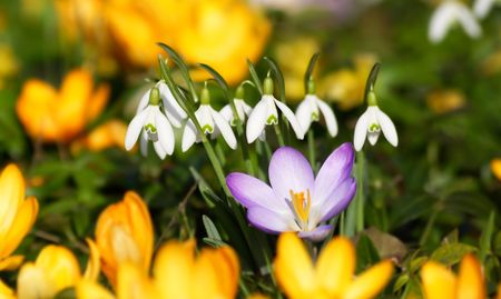 colorful flowers in spring (snowdrops)の写真素材