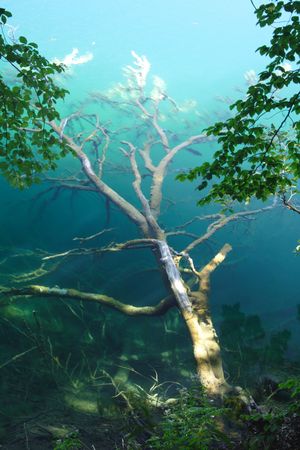old tree under the waterの写真素材
