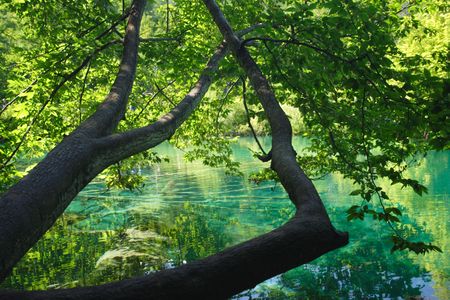 old tree under the waterの写真素材