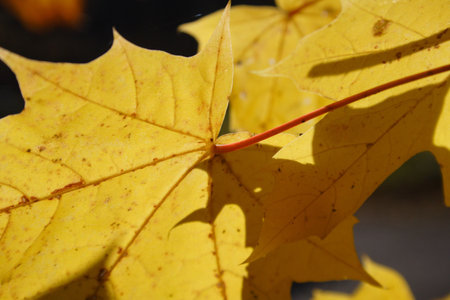 yellow leaf with nervation in autumn