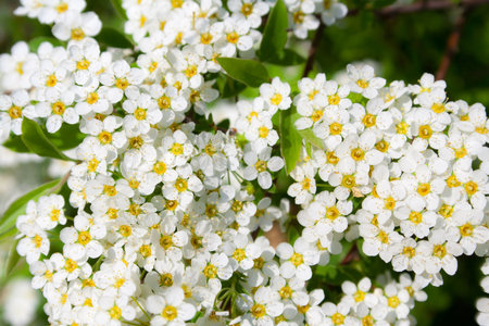 little white flowers at summer