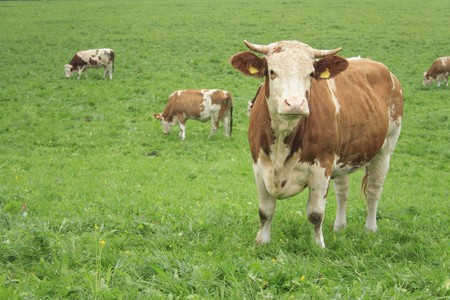 brown cows in the green medowの写真素材