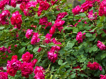 rose bushの写真素材