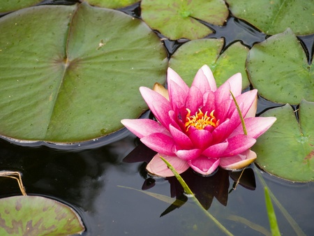 water lilyの写真素材