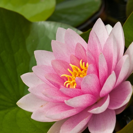 water lilyの写真素材
