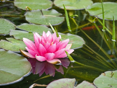 water lilyの写真素材