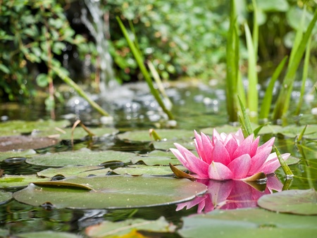water lilyの写真素材