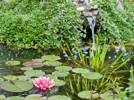water lilyの写真素材
