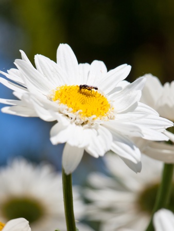 marguerite backgroundの写真素材