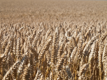 wheat land backgroundの写真素材