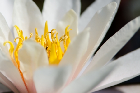 water lily backgroundの写真素材