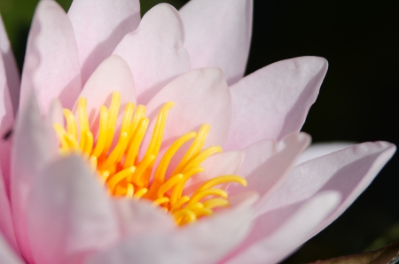 water lily backgroundの写真素材
