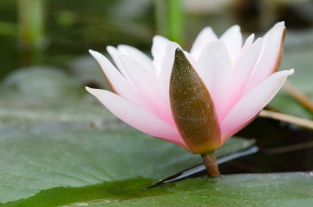 beautiful water lily backgroundの写真素材