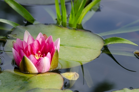 beautiful water lily backgroundの写真素材