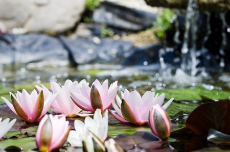 water lilyの写真素材