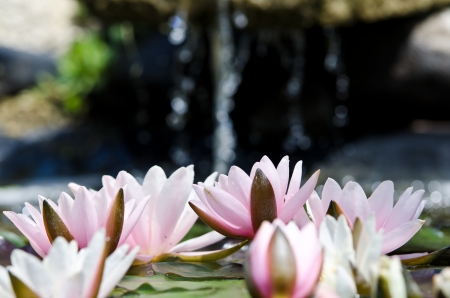 water lily backgroundの写真素材