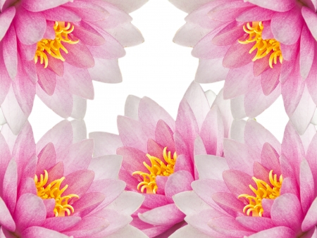 beautiful isolated water lily backgroundの写真素材