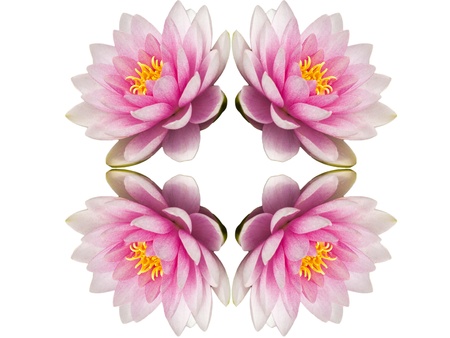 beautiful isolated water lily backgroundの写真素材