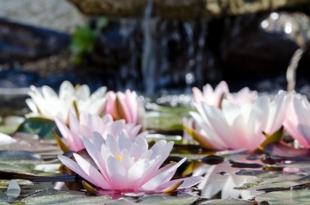 water lily backgroundの写真素材