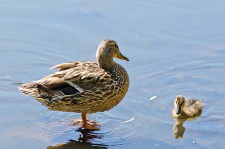 two wild duck on the lakeの写真素材