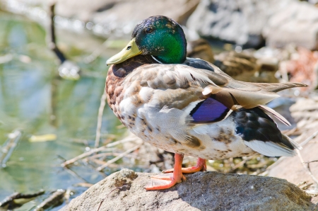 wild duck backgroundの写真素材