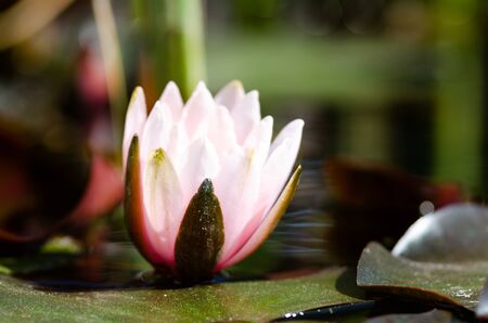 beautiful lotus flower backgroundの写真素材