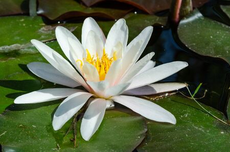 beautiful lotus flower backgroundの写真素材