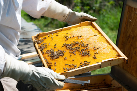 honey bee
