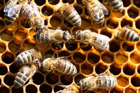honey beeの写真素材