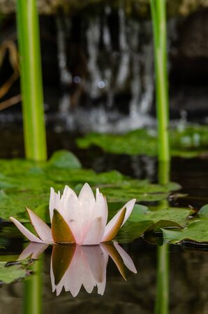 beautiful lotus flowerの写真素材