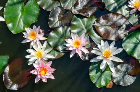 beautiful water lilyの写真素材