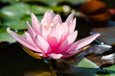 beautiful water lilyの写真素材