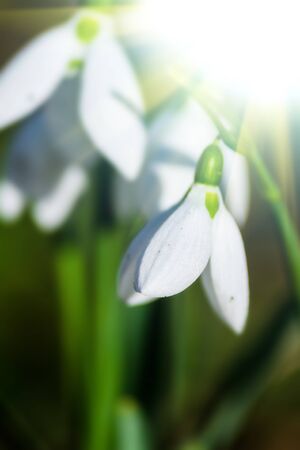 beautiful snowdrop backgroundの写真素材